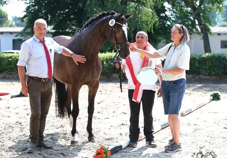Kaiserin - Siegerstute der zentralen Stuteneintragung in Niedersachsen 2026 - Trakehner Gest�t H�melschenburg - Foto Stephan Bischoff