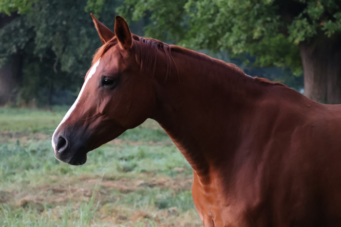 Pr.u.St.Pr.St. Klassic Motion - Foto: Sabine Beyer - Trakehner Gestt Hmelschenburg