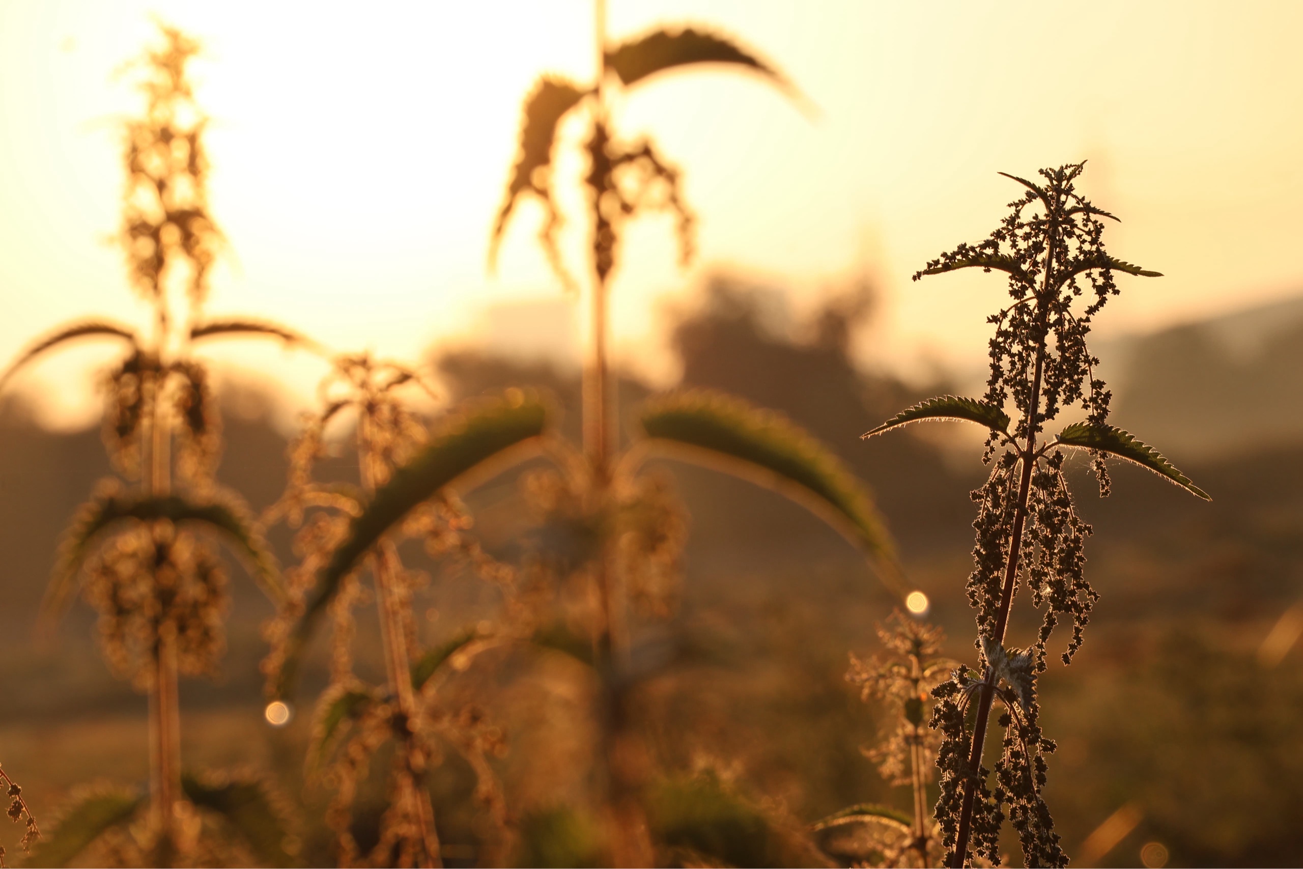  - Foto: Sabine Beyer - Trakehner Gestt Hmelschenburg
