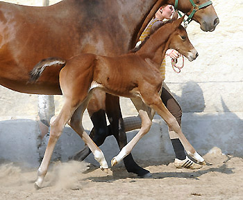 Trakehner Fily by Saint Cyr out of Pr. a. St.Pr.St. Guendalina by Red Patrick xx
