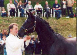 Kildare by Alter Fritz - Kostolany (2 years old stallion)