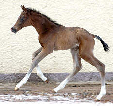 Trakehner Colt by Freudenfest out of Schwalbenflair by Exclusiv