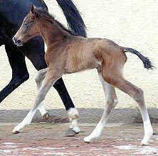 Trakehner colt by Freudenfest out of Schwalbenflair by Exclusiv