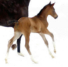 Trakehner colt by Freudenfest out of Schwalbenflair by Exclusiv, 5 days old