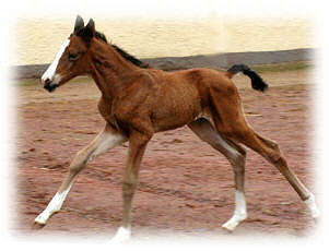 Filly by Freudenfest - Exclusiv