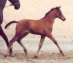 Filly by Freudenfest out of premium-mare Schwalbenspiel - 4 month old