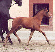 4 weeks old: Filly by Freudenfest out of Pr.St. Schwalbenlust by Enrico Carsuo