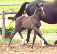Filly by by Exclusiv - Enrico Caruso