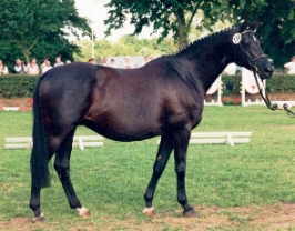 Schwalbenlust: Reserved Champion at the National German Broodmare Show