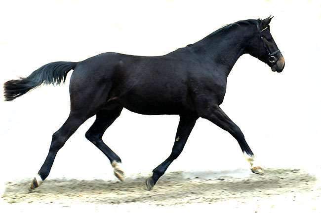 3year old Trakehner by Gribaldi out of Pr.St. Schwalbenspiel by Exclusiv