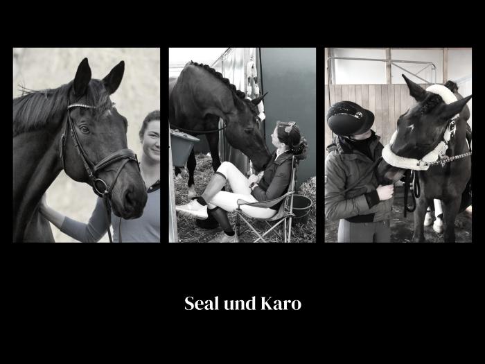 Seal von Gribaldi u.d. ESt. Schwalbenspiel v. Exclusiv und Lune Karolin Mller - Foto: Jana Mller - Trakehner Gestt Hmelschenburg