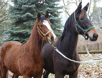 Filly by Freudenfest out of Schwalbenflair by Exclusiv and Filly by Enrico Caruso out of Tavolara by Exclusiv - in january 2006