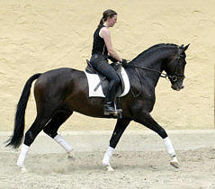 Shavalou by Freudenfest out of premium-mare Schwalbenspiel by Exclusiv