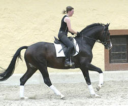 Shavalou by Freudenfest out of premium-mare Schwalbenspiel by Exclusiv