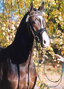 Shavalou - premium-stallion 2003 - Foto: Gräfin A. Dohna