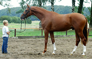 2year old Stallion by Shavalou out of Rispe by Bartholdy