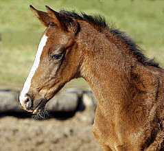 Trakehner colt by Freudenfest out of Schwalbenflair by Exclusiv, 10 days old