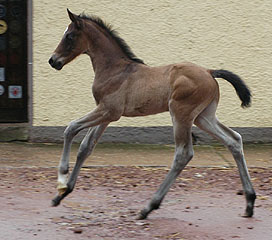 Trakehner colty by Meraldik out of Schwalbenflair by Exclusiv, at the age of 9 days - Gestt Hmelschenburg - Beate Langels