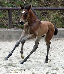 Trakehner colty by Meraldik out of Schwalbenflair by Exclusiv, at the age of 9 days - Gestt Hmelschenburg - Beate Langels