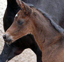 12 hours old - colt by Summertime