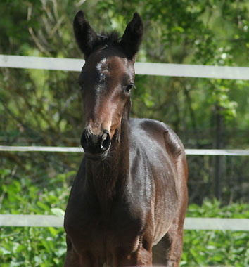 Trakehner Colt by Symont out of Pr.A. Sankt Helena by Alter Fritz out of Elitemare Schwalbenspiel by Exclusiv