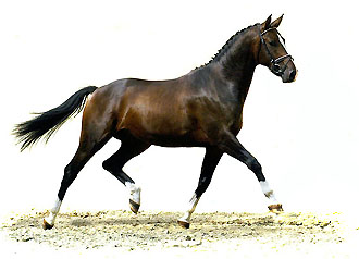 Trakehner SMART & CLEVER by Freudenfest out of Schwalbenflair by Exclusiv