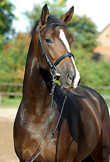 Smart & Clever - 2year old stallion by Freudenfest out of Schwalbenflair by Exclusiv, Gestt Hmelschenburg