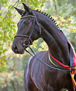 Songline - Champion of the Trakehner stallion selection 2006 - Summertime - Exclusiv