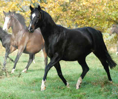 Premium-Mare Starlet by Alter Fritz - in foal by our premium-sire Summertime