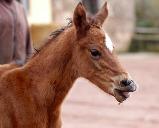 at the age of 12 hours: Oldenburger Filly by Summertime out of Beloved by Kostolany, Gestüt Hämelschenburg - Beate Langels