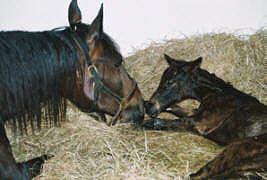 Filly by Summertime - Embryo transfer
