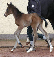Filly by  Summertime x Alter Fritz