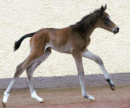 Filly by  Summertime x Alter Fritz - Upan la Jarthe AA