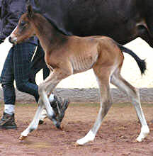 Filly by  Summertime x Alter Fritz - Upan la Jarthe AA