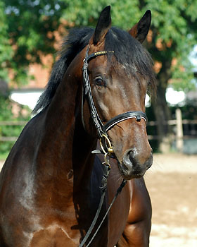 SONGWAY - 2year old stallion by Summertime - Exclusiv