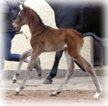 12 hours old: colt by Summertime - Exclusiv