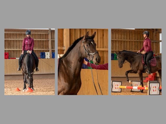 Hengst v. Saint Cyr u.d. Pr.St. Schwalbenland by Touch my Heart - Foto: Osteo Dressage