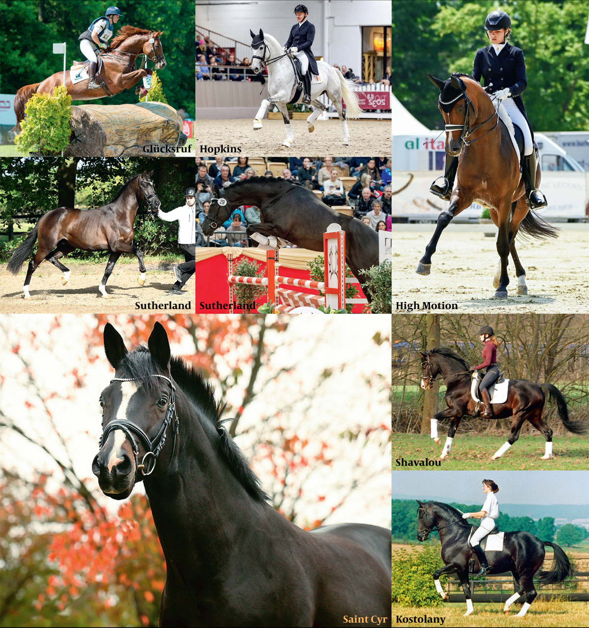 Glcksruf, Sutherland, Saint Cyr - High Motion und Shavalou
- Foto: Beate Langels - Trakehner Gestt Hmelschenburg