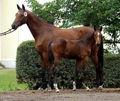 Trakehner by Exclusiv out of Tabea by Summertime - Gestt Hmelschenburg