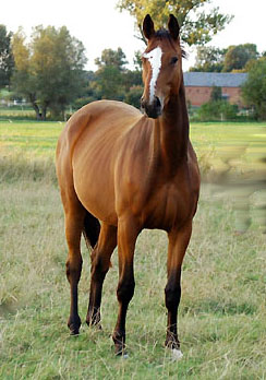 TALAVERA - Trakehner filly by Summertime - Exclusiv