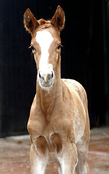 Tarvisio - Trakehner Colt by Freudenfest out of Premiummare Tavolara by Exclusiv