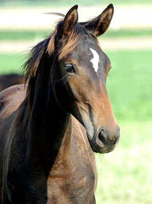 at the age of 8 month - filly by Enrico Caruso - Exclusiv