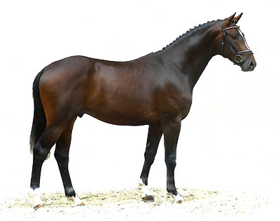 2year old Trakehner stallion TIMBERLANE by Exclusiv - Summertime - Karon, Trakehner Gestt Hmelschenburg - Beate Langels