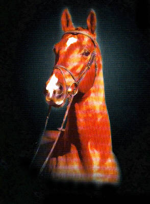Trakehner Stallion Tolstoi by Kostolany, picture: Gestüt Schwaighof