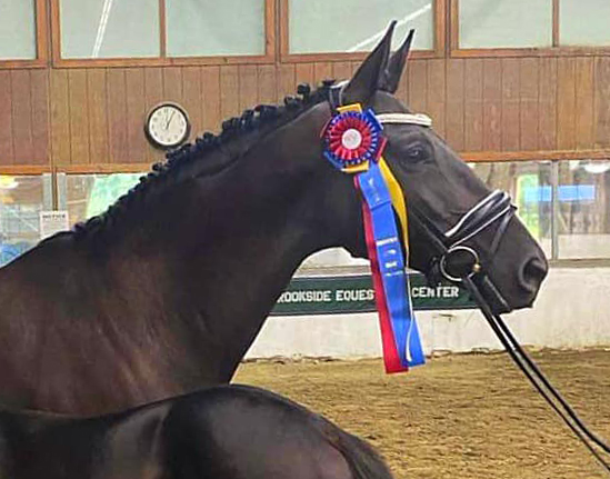 Trs Chic - Trakehner Stute von Schwarzgold u.d. Pr.u.StPrSt. Tacyra v. Saint Cyr - Foto: Joshua Johnson - Trakehner Gestt Hmelschenburg
