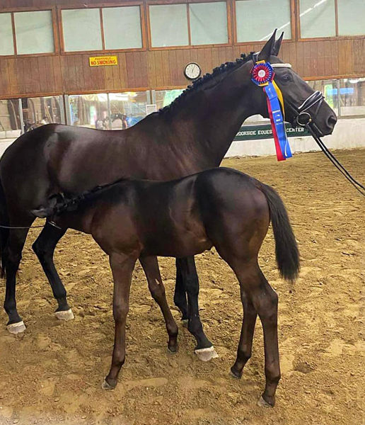 Trs Chic - Trakehner Stute von Schwarzgold u.d. Pr.u.StPrSt. Tacyra v. Saint Cyr - Foto: Joshua Johnson - Trakehner Gestt Hmelschenburg