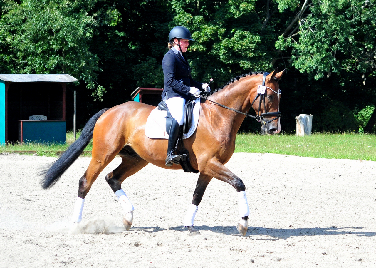 Tom Taylor v Zauberdeyk u.d. St.Pr.u.Pr.St. Tacyra v. Saint Cyr - Foto Beate Langels - Trakehner Gestt Hmelschenburg