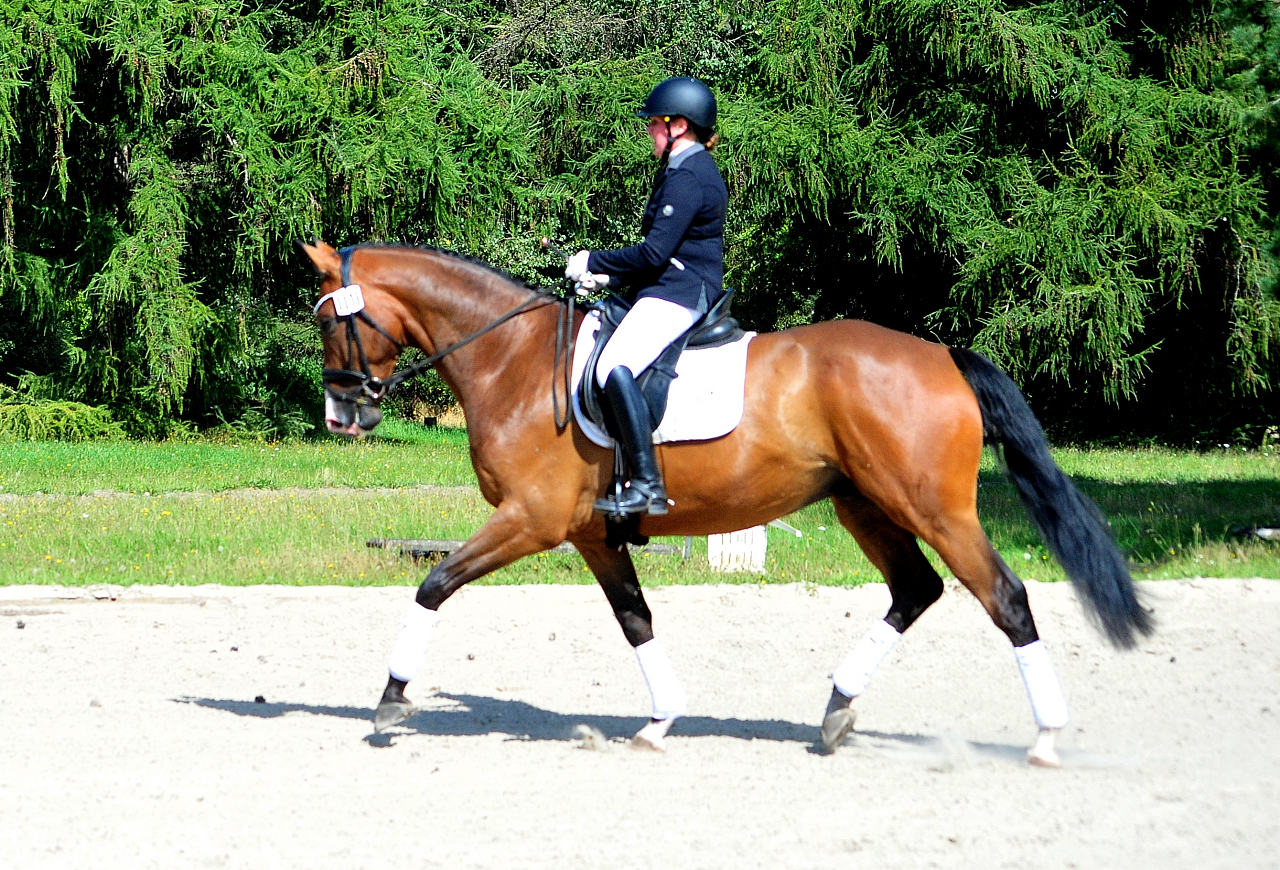 Tom Taylor v Zauberdeyk u.d. St.Pr.u.Pr.St. Tacyra v. Saint Cyr - Foto Beate Langels - Trakehner Gestt Hmelschenburg