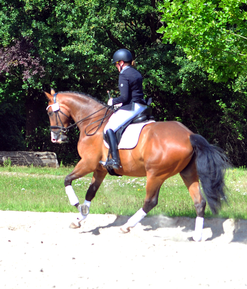 Tom Taylor v Zauberdeyk u.d. St.Pr.u.Pr.St. Tacyra v. Saint Cyr - Foto Beate Langels - Trakehner Gestt Hmelschenburg