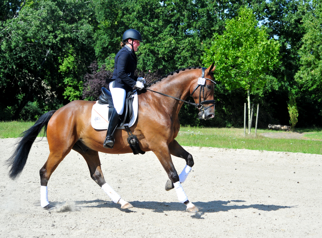 Tom Taylor v Zauberdeyk u.d. St.Pr.u.Pr.St. Tacyra v. Saint Cyr - Foto Beate Langels - Trakehner Gestt Hmelschenburg